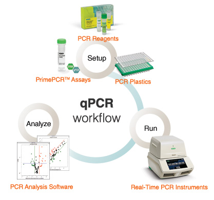  Truelab® Duo Real-Time Quantitative Micro PCR Analyzer