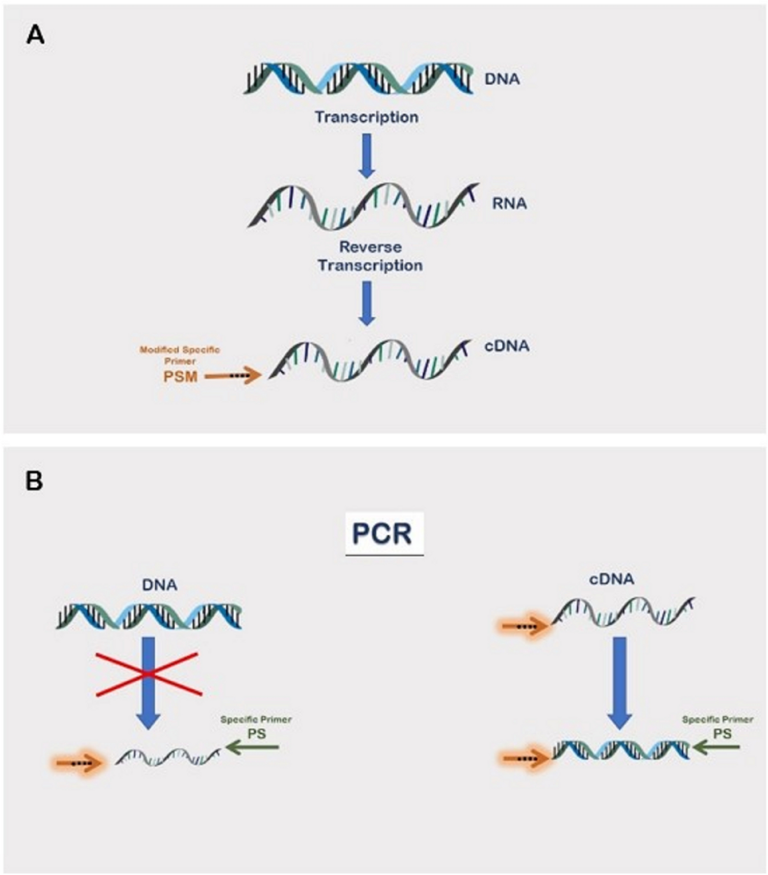 DNA Transcription