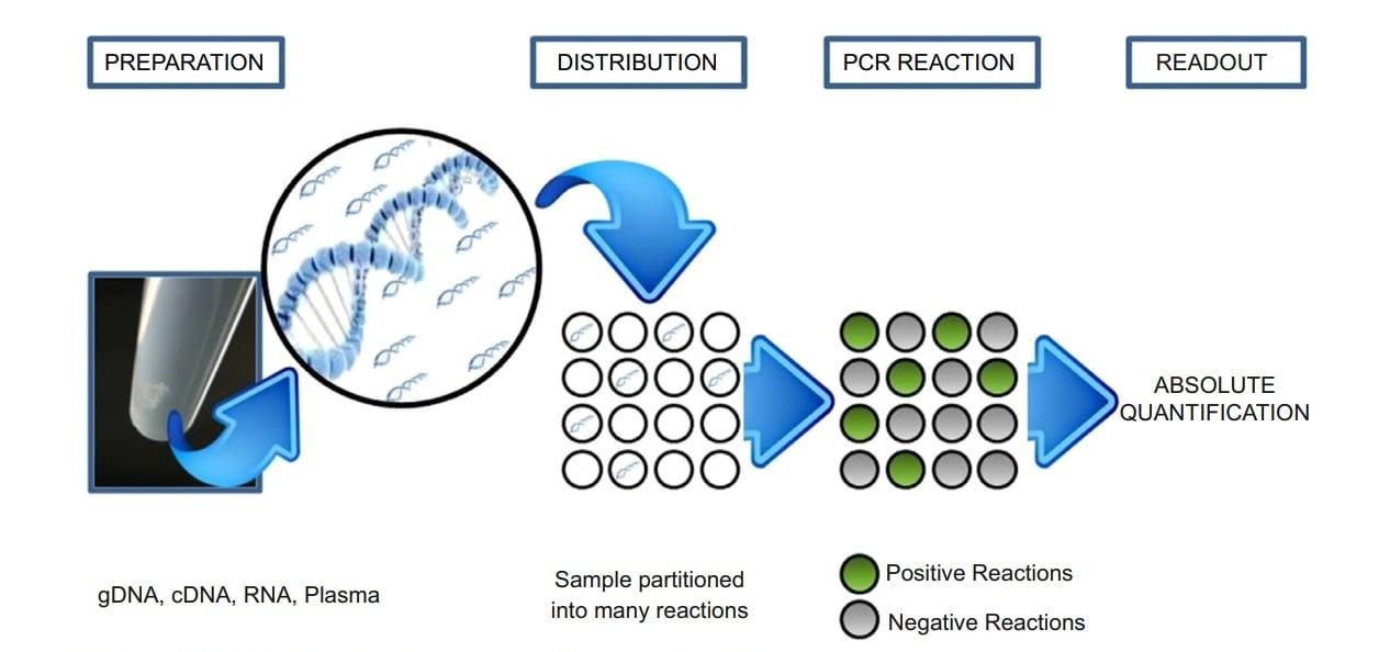 QuantumMax PCR